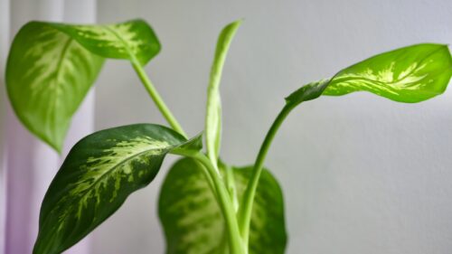 Fresh Dieffenbachia Tropical Plant Leaf Close Up 4K Wallpaper
