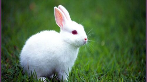 Tiny Bunny Horror Game Desktop Wallpaper – High Quality Gaming Background 4K