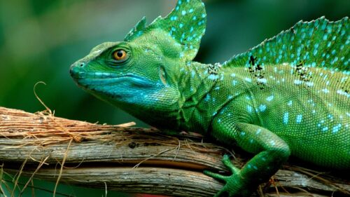 Stunning Green Plumed Basilisk Lizard Close Up Desktop Wallpaper
