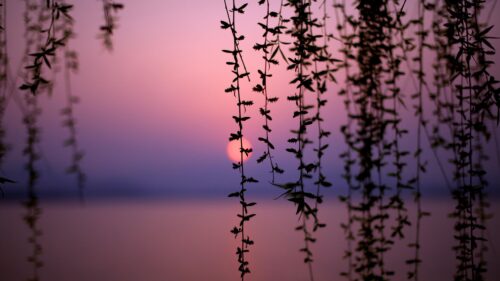 Serene Willow Branches at Sunset Purple Sky PC Wallpaper