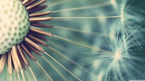 Macro Photography Dandelion Seed Head Aesthetic PC Wallpaper