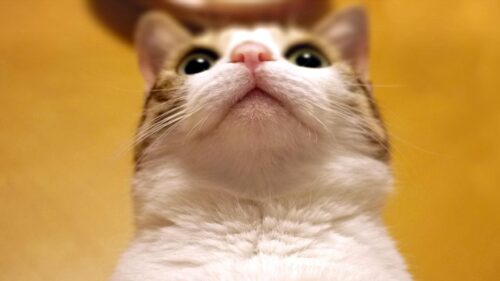 Cute Cat Looking Up Macro Photography 4K Wallpaper