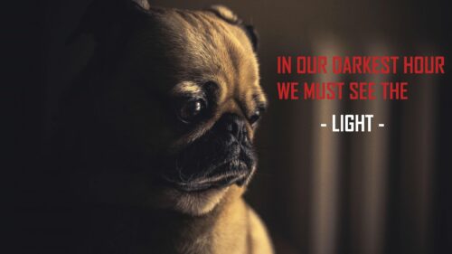 Cinematic Pug Portrait with Inspirational Quote Desktop Wallpaper