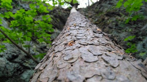 Low Angle Macro View of Tree Bark in Lush Green Forest PC Wallpaper