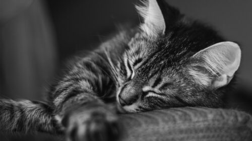 Adorable Sleeping Tabby Cat Monochrome Close Up PC Wallpaper