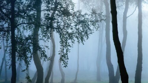 Mystical Misty Forest with Silhouette Trees Desktop Wallpaper
