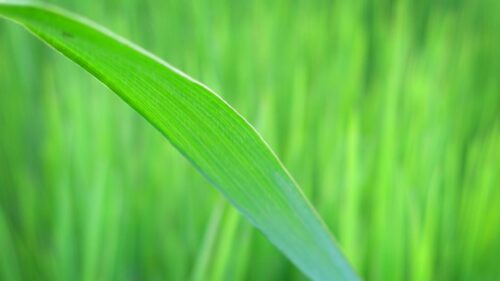 Macro Green Leaf Abstract Nature Background 4K Wallpaper