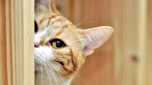 Cute Ginger Tabby Cat Peeking From Behind Wooden Door PC Wallpaper