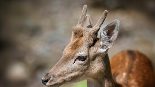 Close-up Portrait of a Young Fallow Deer with Velvet Antlers PC Wallpaper
