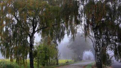 Misty Autumn Forest Path with Birch Trees Desktop Wallpaper