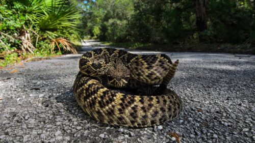 Eastern Diamondback Rattlesnake Coiled on Forest Path PC Wallpaper