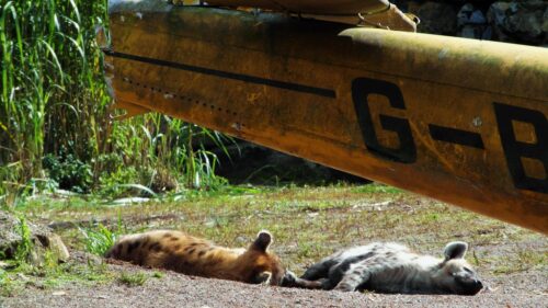 Two Spotted Hyenas Resting Under Airplane Wing Desktop Wallpaper