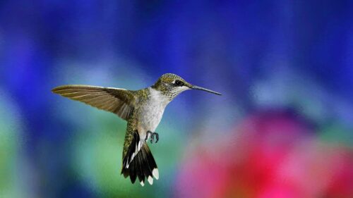 Beautiful Hummingbird in Flight Artistic 4K Desktop Wallpaper