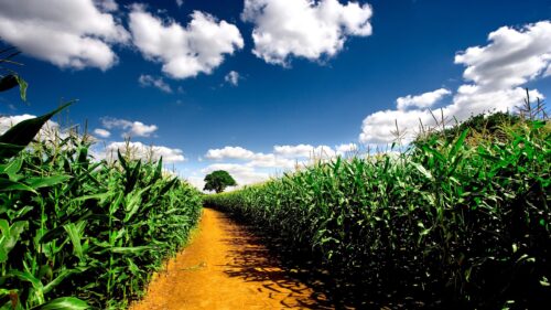 Stunning Countryside Corn Field Path Under Clear Blue Sky PC Wallpaper