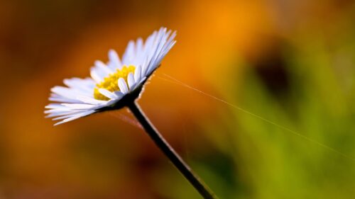 Beautiful Daisy Flower Macro Photography Desktop Wallpaper