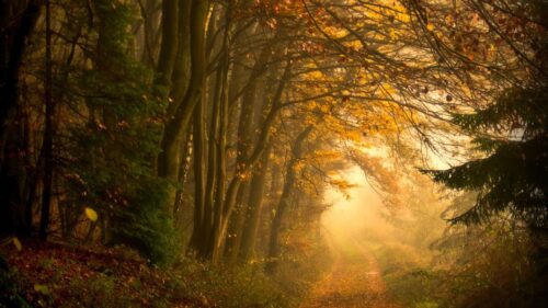 Mystical Golden Autumn Forest Path in Deep Fog 4K Wallpaper
