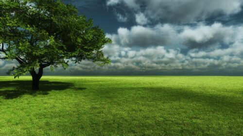 Solitary Green Tree in Vast Grassy Field under Dramatic Stormy Sky PC Wallpaper