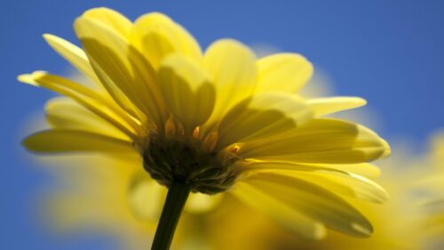 Bright Yellow Daisy Flower Against Clear Blue Sky PC Wallpaper