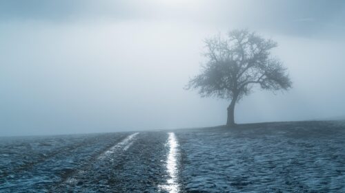 Lonely Tree in Misty Winter Landscape 4K Desktop Wallpaper