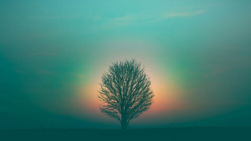 Minimalist Lonely Tree Silhouette Against Teal and Orange Sunset PC Wallpaper