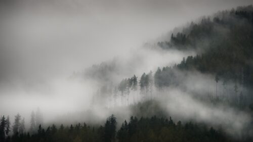 Misty Pine Forest Mountainside Foggy Landscape 4K Wallpaper