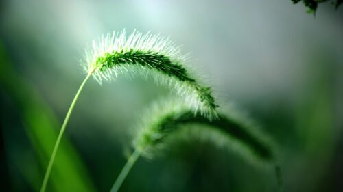 Macro Photography of Green Foxtail Grass in Soft Sunlight PC Wallpaper