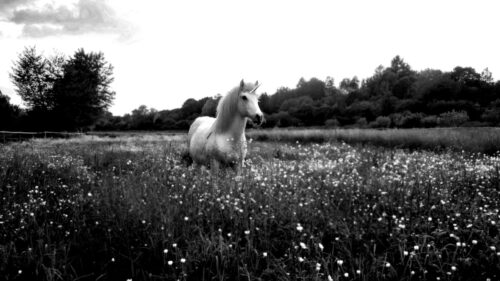Enchanting Black and White Unicorn in a Wildflower Meadow PC Wallpaper