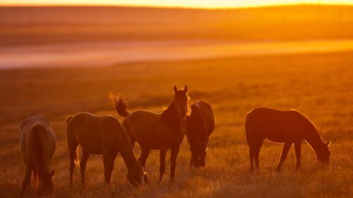 Stunning Horses Grazing in Golden Sunset Fields Desktop Wallpaper
