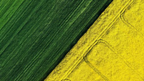 Stunning Aerial View of Green and Yellow Agricultural Field Split 4K Wallpaper