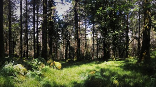 Sunlit Enchanted Forest Landscape with Ferns and Tall Pine Trees Desktop Wallpaper