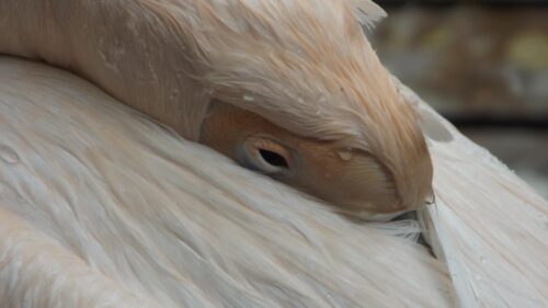 Close-up Portrait of a Resting Pelican with Detailed Plumage 4K Wallpaper