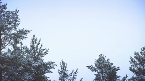 Minimalist Snowy Pine Tree Forest Winter Sky PC Wallpaper