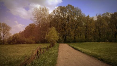 Dirt Road Through Serene Spring Forest Meadow 4K Wallpaper