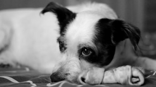 Adorable Black and White Dog Resting with a Bone PC Wallpaper