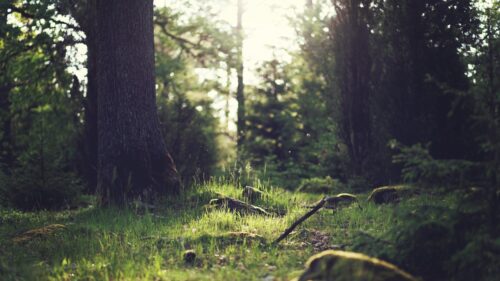 Sunlight Filtering Through Enchanted Forest Trees Desktop Wallpaper