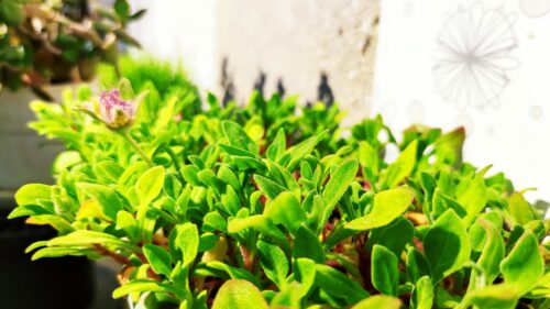 Macro Photography of Vibrant Green Succulent Plant with Pink Flower Desktop Wallpaper