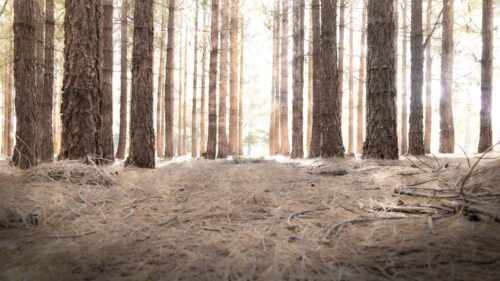 Sunlit Pine Forest Woodland Path PC Wallpaper