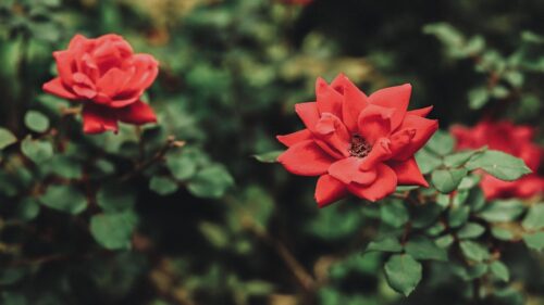 Vibrant Red Roses in Soft Focus Nature Background 4K Wallpaper