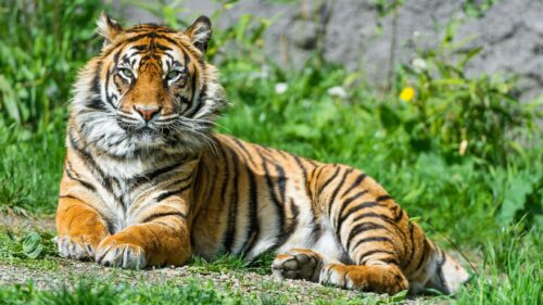 Majestic Royal Bengal Tiger Resting in Lush Green Grass Desktop Wallpaper