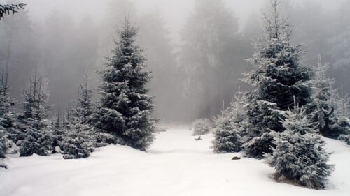 Misty Winter Forest with Snow Covered Pine Trees Desktop Wallpaper
