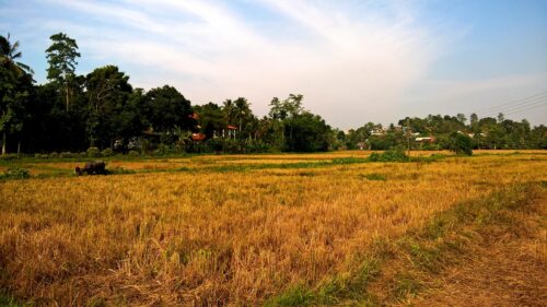 Golden Harvest Rice Field with Grazing Carabao Landscape 4K Wallpaper