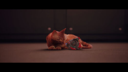 Stray Orange Cat Sleeping with B-12 Drone Companion PC Wallpaper