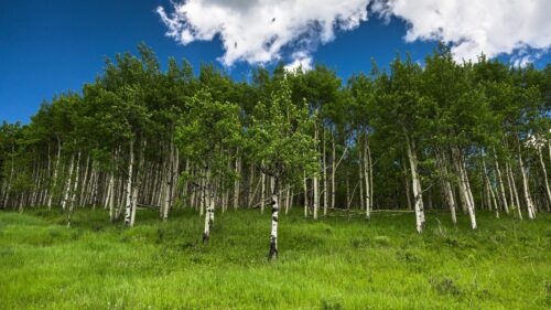 Stunning Aspen Forest Grove Under Clear Blue Sky 4K Wallpaper