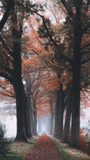 Best of New Nature Phone HD Wallpapers Download Free (6)
