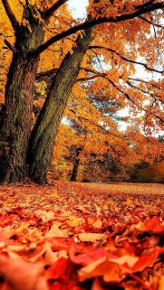 BestWallpapers-Download-Free-HD-Wallpapers-Android-iPhone-ios-Desktop (23)