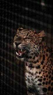 Animals Wallpapers Download – Free Animals HD Wallpapers for Mobile