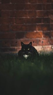 Animals Wallpapers Download – Free Animals HD Wallpapers for Mobile (12)
