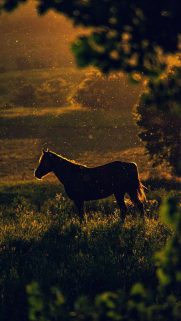 Animals Wallpapers Download – Free Animals HD Wallpapers for Mobile (18)