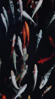 Animals Wallpapers Download – Free Animals HD Wallpapers for Mobile (19)