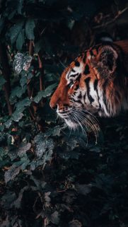 Animals Wallpapers Download – Free Animals HD Wallpapers for Mobile (3)
